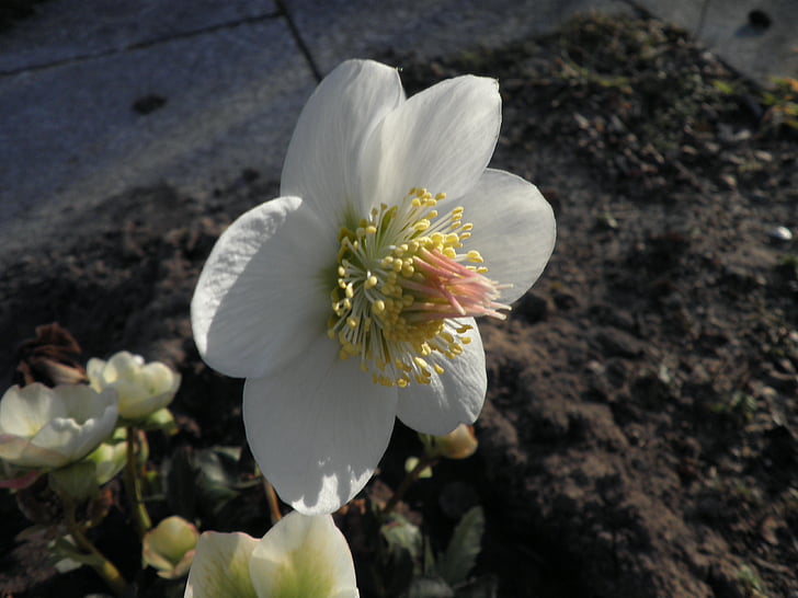 rose de Noël, Blossom, Bloom, fleur, winterblueher, blanc, anémone blanda