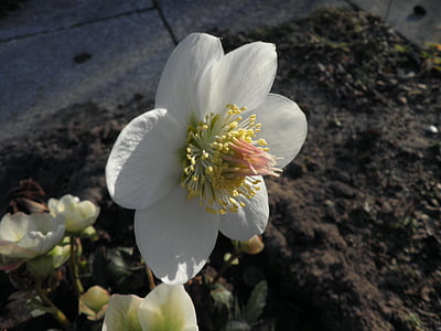 christmas rose, blossom, bloom, flower, winterblueher, white, anemone blanda