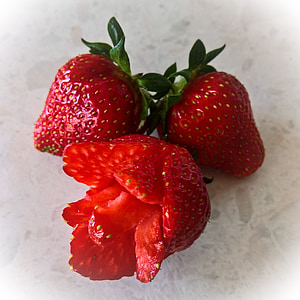 Erdbeeren, Erdbeer-rose, Früchte, Obst, rot, sehr lecker, reif
