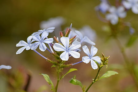 Bloom, Blossom, sininen plumbago, Cape leadwort, Flora, kukat, lehdet