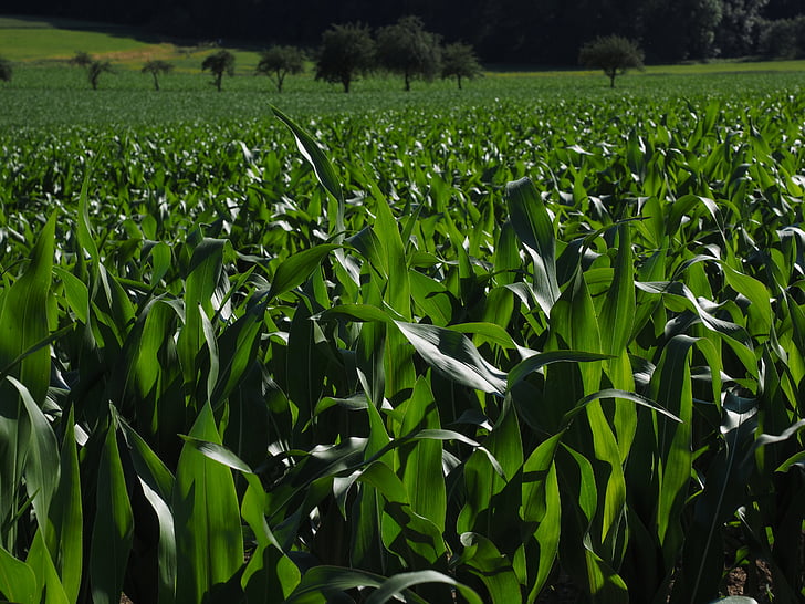 Cornfield, maïs kweken, landbouw, Corn bladeren, maïs, groen, veld
