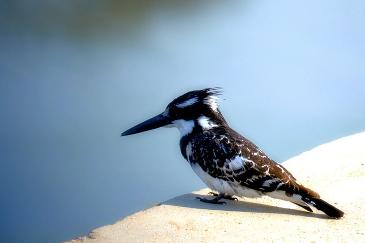 long beak, king fischer, black and white, feathered