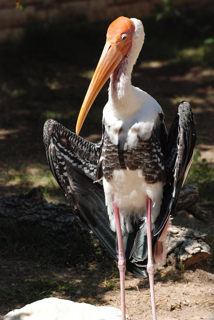 stork, marabou stork, bird, fly, wings, feather, wildlife