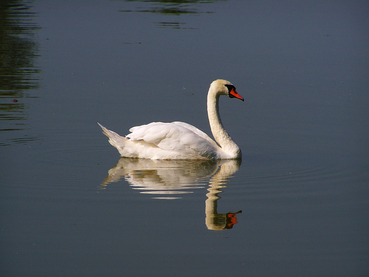white swan, water bird, water surface, reflection