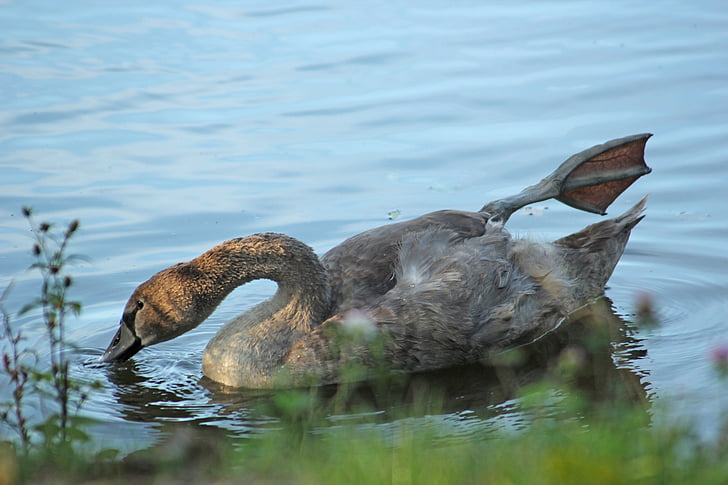 swan young, animal, water, swan, nature, bird