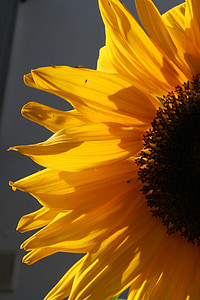 bunga matahari, Blossom, mekar, musim panas, kuning, alam, Taman
