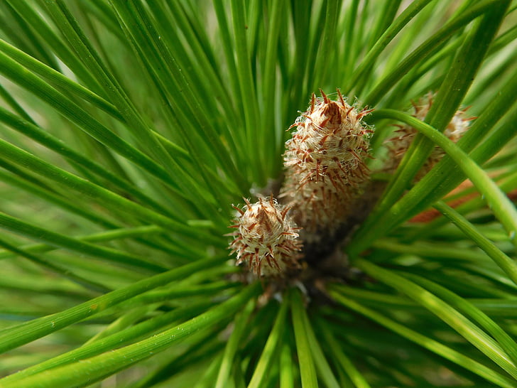 pine needles, needles, green, pine buds, botany, natural, buds