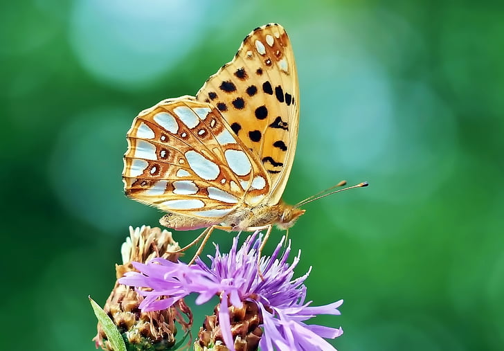 inseto, natureza, ao vivo, borboleta - inseto, animal, ala de animais, Verão