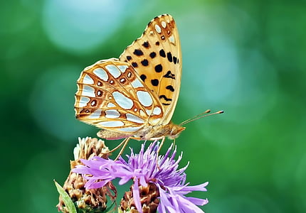 inseto, natureza, ao vivo, borboleta - inseto, animal, ala de animais, Verão