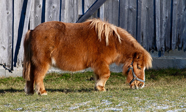 Pony, pastviny, stravování