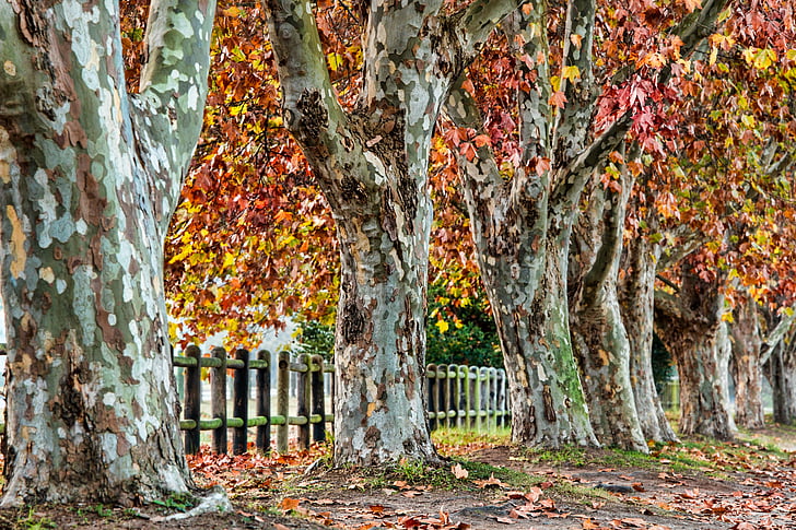 roviny stromu, jeseň, listy, jeseň, Sezóna, Príroda, Platanus