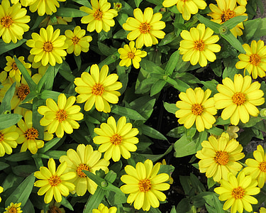 sundancer daisies, flower, sundancer, daisy, yellow, bright, floral