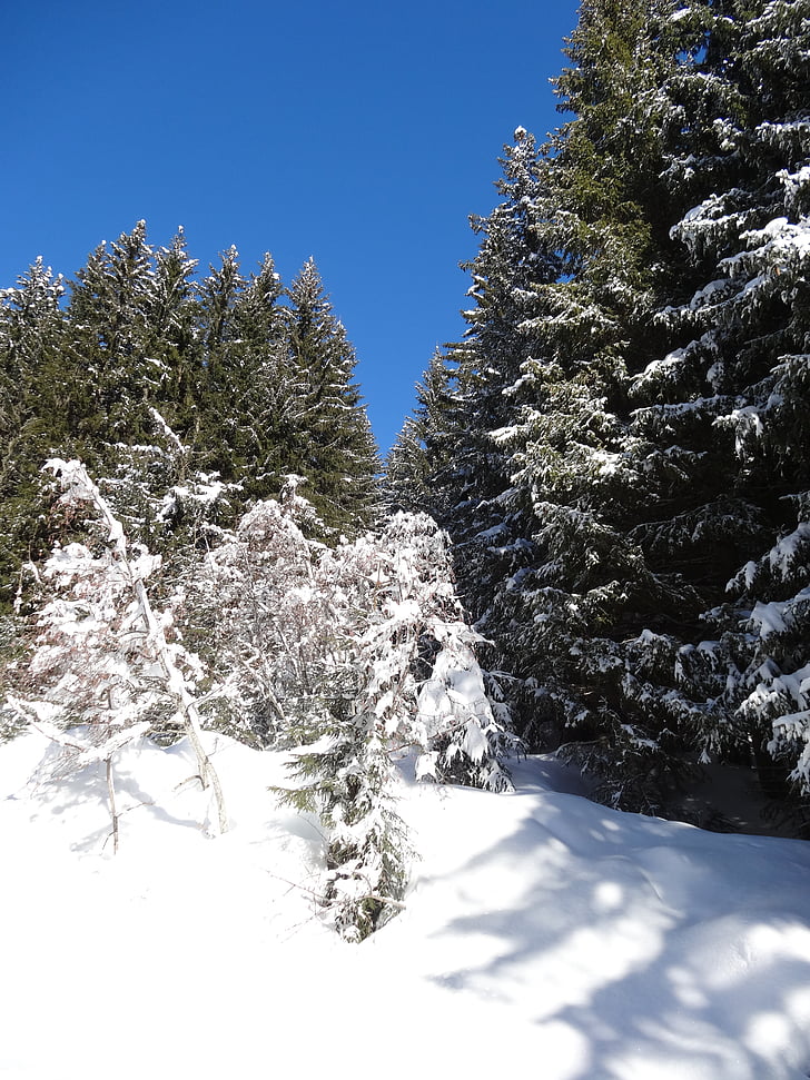 forest, sun, trees, edge, winter, snow