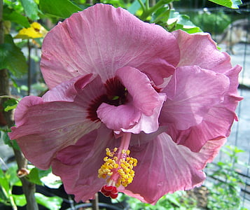 hibiscus, pink flower, malvacea, petals, pistil, tropicale