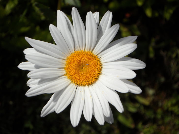 Marguerite, blomst, blomst, Blossom, hvit