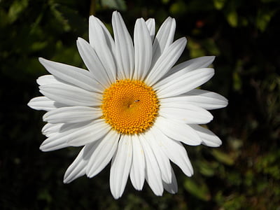 Marguerite, kvet, kvet, kvet, biela