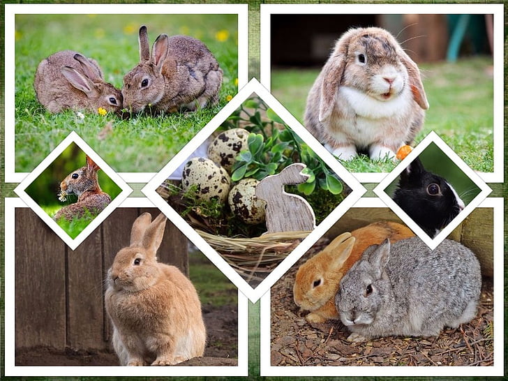 토끼, 부활절, 콜라주, 배경, 기호, 동물, 동물의 세계