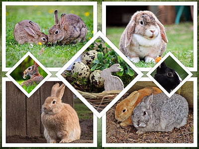 토끼, 부활절, 콜라주, 배경, 기호, 동물, 동물의 세계