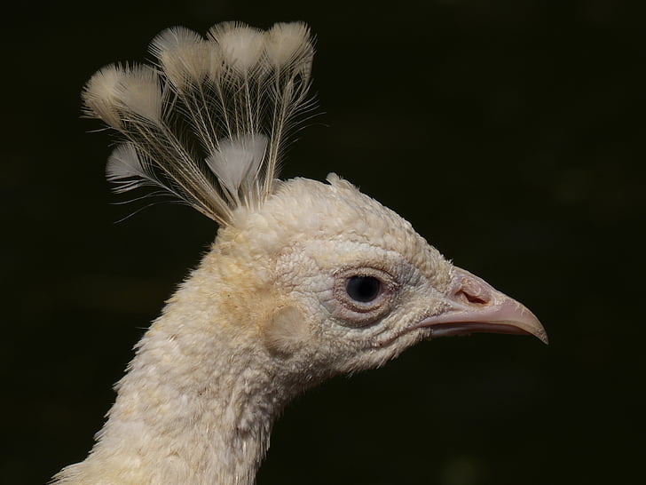 Peacock, vogel, wit, verenkleed