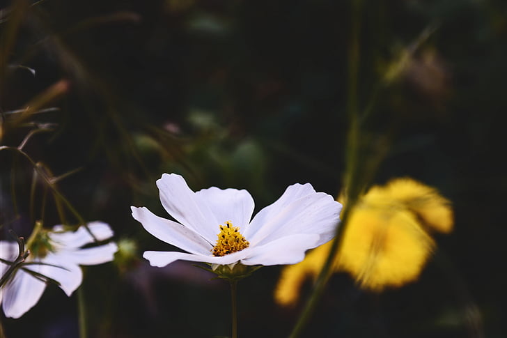 white, cosmos, flower, flowers, nature, blossoms, branches