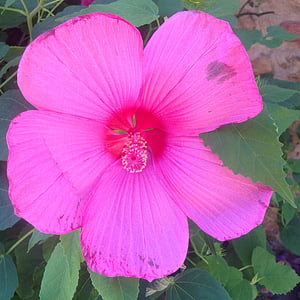 flower, pink, ibiscus, summer, macro, public garden, spring
