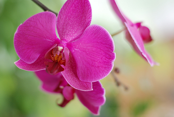 Blume, Floral, Orchidee, Rosa, Natur, Wellness, Entspannen