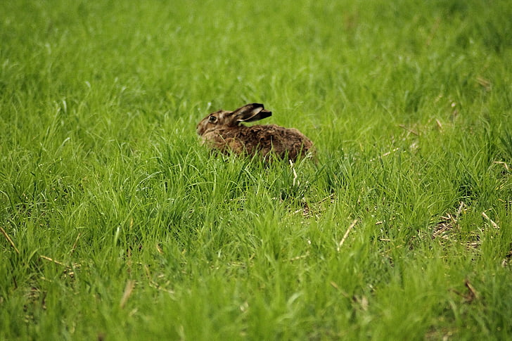 Hare, lepus europaeus, freilebend, natur, dyr, hare på engen, søt