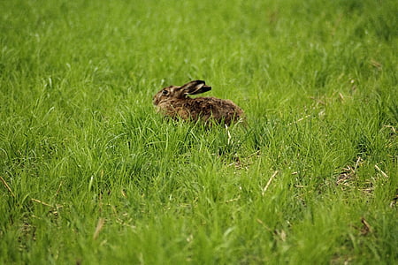 Hare, lepus europaeus, freilebend, Thiên nhiên, động vật, nét trên đồng cỏ, Dễ thương