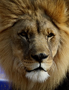 lõvi, Zoo, suur kass, Tulsa