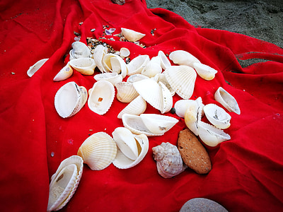 mussels, beach, red, shells, white