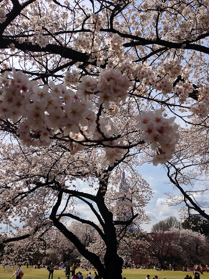 Sakura, Tokyo, primavera, Giappone, Blooming
