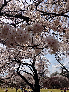 Sakura, Tokijas, pavasarį, Japonija, žydi