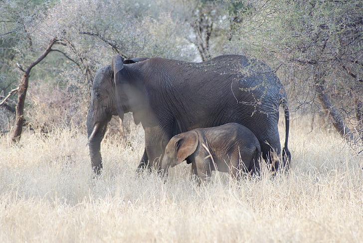 slon, otroka, mama, Afrika, prtljažnik, divje, velik