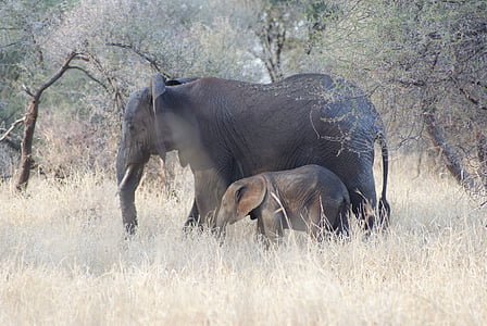 elefante, bebê, mãe, África, porta-malas, selvagem, Grande