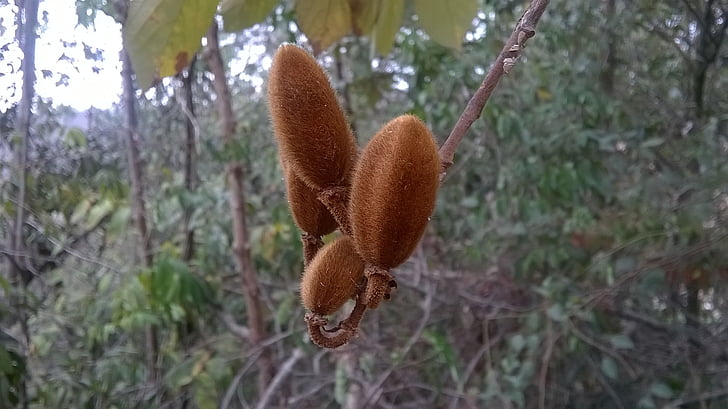 nature, seed, fruit, plant, close-up