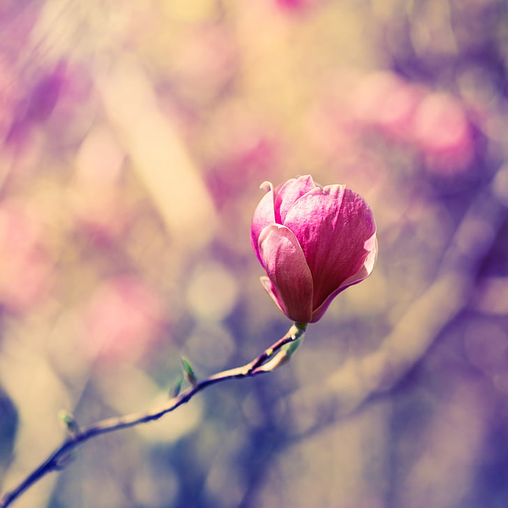 õis, Bloom, Magnolia, kevadel, roosa, loodus, Bush