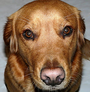 suns, zeltainais retrīvers, vadītājs, dzīvnieku portrets, PET