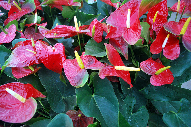 anthurium, flower, red, scarlet, leaves, plants, ornamental