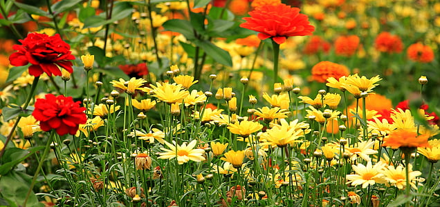 flowers, blumenmix, colorful, daisies, nature, color, flora