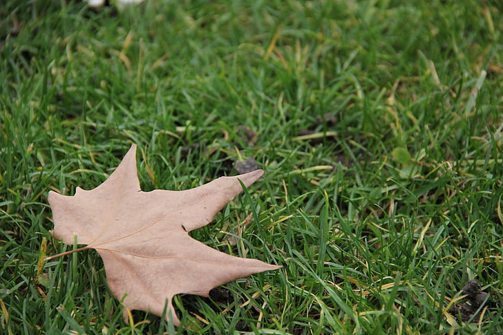 autumn leaf, grass, leaf, autumn, nature, season, yellow