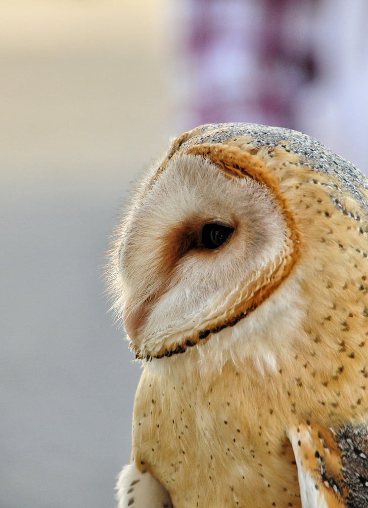 barn Owl, Raptor, oiseau, œil, Hibou, animal, faune