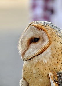 owl barn, raptor, bird, eye, owl, animal, wildlife