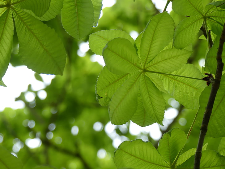 leaf, green, green leaf, branch, leaves