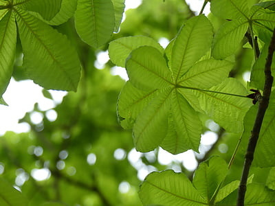 Leaf, Zelená, tmavozelená, pobočka, listy