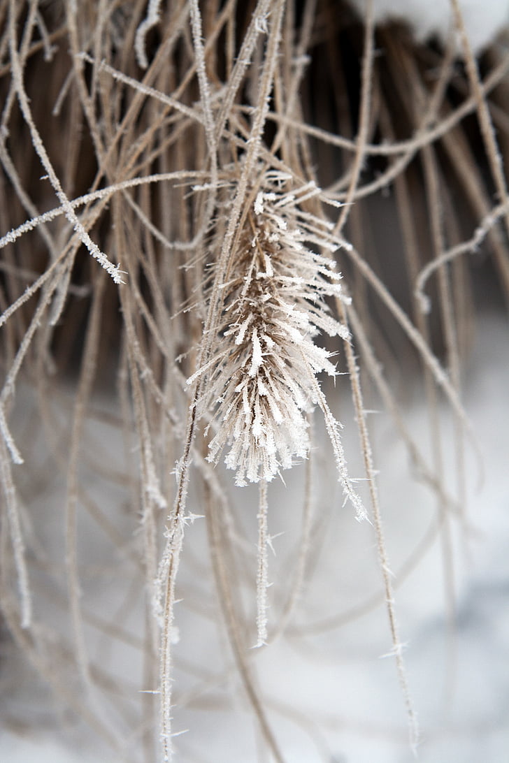 biljka, zamrznuta, LED, Zima