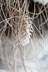 plant, frozen, ice, winter