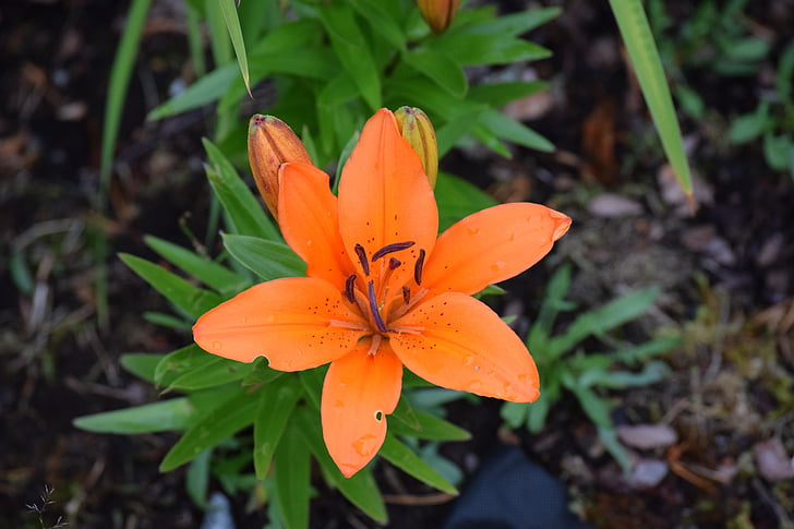 lily, flowers, orange flower, flower isolated, nature, yellow, blooming