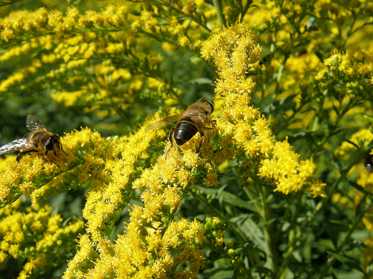 Solidago, Goldenrod, Bug, amarelo, abelha