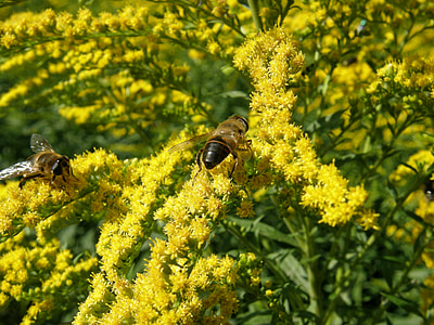 solidago, goldenrod, bug, yellow, bee