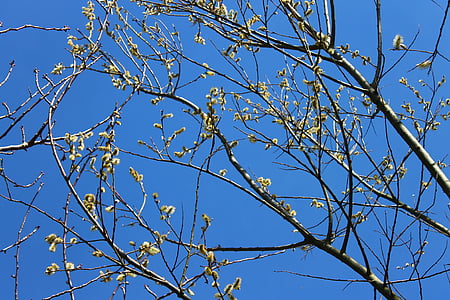 arbre, cel, Corona, natura, branques, primavera, dalt dels arbres